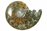 Polished Ammonite (Cleoniceras) Fossil - Madagascar #352374-1